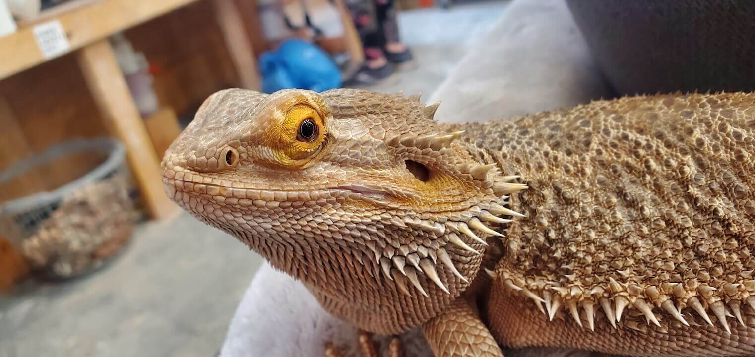 Milo the Bearded Dragon